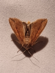 Mythimna