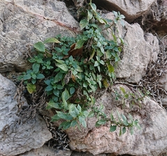 Parietaria judaica