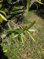 Tabernaemontana catharinensis