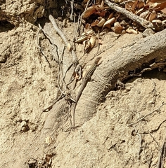 Aspidoscelis hyperythrus