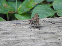 Polygonia