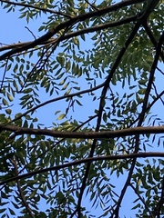 Juglans nigra