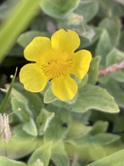 Erythranthe moschata