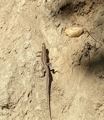 Aspidoscelis hyperythrus