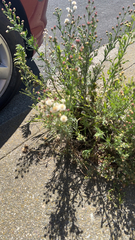 Erigeron bonariensis