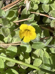 Erythranthe moschata