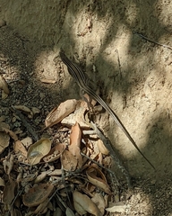 Aspidoscelis hyperythrus