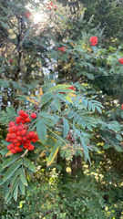 Sorbus aucuparia