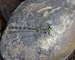 Stylogomphus albistylus