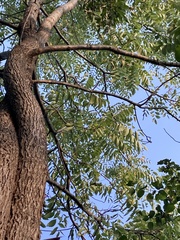 Juglans nigra
