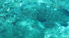 Epinephelus marginatus