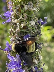 Bombus pensylvanicus