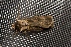 Agrotis