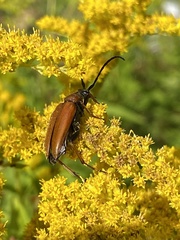 Stictoleptura rubra