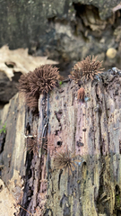 Stemonitis splendens