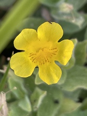 Erythranthe moschata