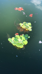 Pistia stratiotes
