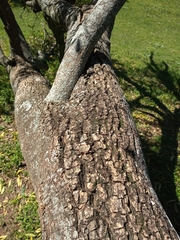 Tabernaemontana catharinensis