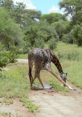 Giraffa camelopardalis tippelskirchi