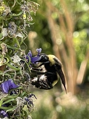 Bombus pensylvanicus