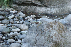 Troglodytes troglodytes