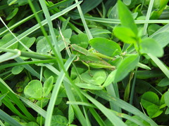 Dichromorpha viridis