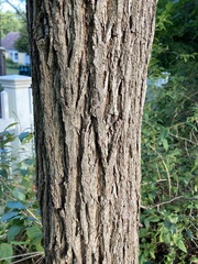 Juglans nigra