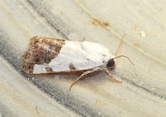 Acontiini