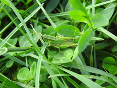 Dichromorpha viridis