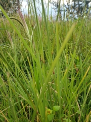 Eleusininae