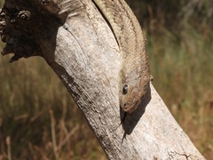 Zamenis scalaris