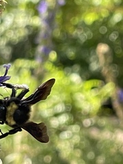 Bombus pensylvanicus