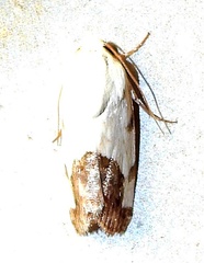 Acontiini