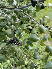 Rhamnus
