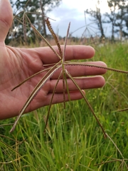 Eleusininae