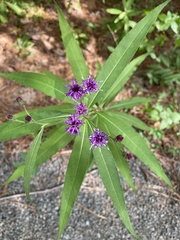 Vernonia noveboracensis