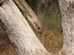 Zamenis scalaris
