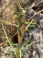 Timaspis phoenixopodos