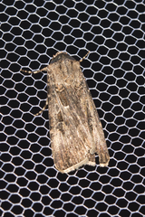 Agrotis