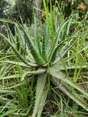 Aloe arborescens