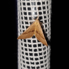 Anachloris subochraria