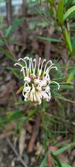 Grevillea linearifolia