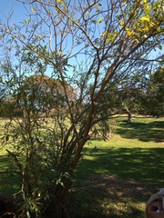 Tabernaemontana catharinensis