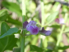 Scutellaria