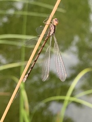 Lestes vigilax