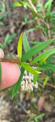 Grevillea linearifolia