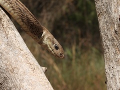 Zamenis scalaris