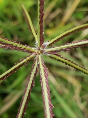 Eleusininae