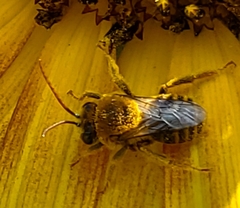 Melissodes trinodis