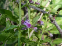 Scutellaria